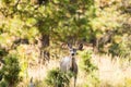 Arizona Mule Deer