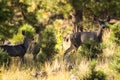 Arizona Mule Deer Royalty Free Stock Photo