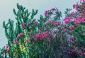 Arizona Nature With Flowering Bushes And Cactus