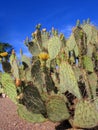 Arizona Nopal Cactus