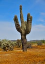 Arizona, North of Phoenix: Saguaro Cactus in Carpet of Globe Chamomile Royalty Free Stock Photo