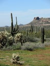 The arid landscape of the Arizona desert show spring colors with wild flowers. Royalty Free Stock Photo