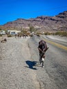 Arizona-Oatman Donkeys Royalty Free Stock Photo