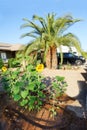 Arizona Open Front Yard in Late Spring