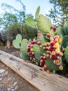 Arizona Opuntia or Prickly Pear Cactus with Red Fruits