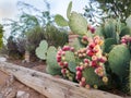 Arizona Opuntia or Prickly Pear Cactus with Red Fruits