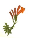 Arizona Orange Honeysuckle Flower