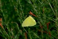 Orange Sulfur Butterfly of Arizona Royalty Free Stock Photo