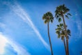 Arizona palm tree blue sky Royalty Free Stock Photo