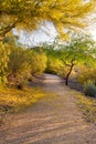 Arizona Palo Verde Tree in Bloom Royalty Free Stock Photo