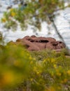 Arizona Papago Park Mountain in Spring Royalty Free Stock Photo