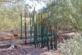 Arizona, Phoenix - Tempe, Botanical Garden: Chihuly Installation - Jade and Crimson Thorns, 2013
