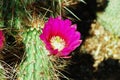 Arizona Prickly Pear cactus flower