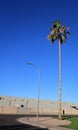 Arizona Street Corner with Tall Palm