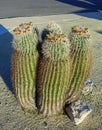 Barrel Fishhook Cacti in Streets Xeriscaping