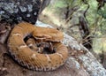 Arizona Ridge-nosed Rattlesnake Royalty Free Stock Photo