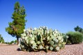 Paddle Cactus in Xeriscaping Royalty Free Stock Photo