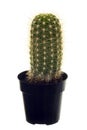 Arizona Saguaro baby cactus Royalty Free Stock Photo
