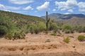 Arizona Saguaro Cactus