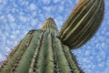 Soaring Arizona Saguaro Cactus Close up Royalty Free Stock Photo