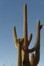 Arizona Saguaro Cactus