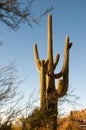 Arizona Saguaro Cactus