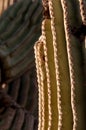Arizona Saguaro Cactus close-up