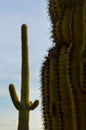 Arizona Saguaro Cactus Foreground and Background