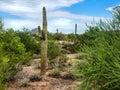 Arizona Saguaro Cactus landscape