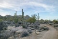 Arizona saguaro cactus near Granite mountain in Scottsdale.