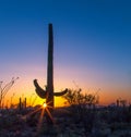 Arizona Saguaro Cactus Sunset In Vertical Orientation Royalty Free Stock Photo