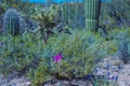 Arizona Saguaro National Park Wildflowers and Cactus Royalty Free Stock Photo