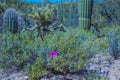 Arizona Saguaro National Park Wildflowers and Cactus