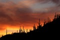 Arizona Saguaro Sunset Silhouettes Royalty Free Stock Photo