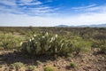 Arizona - sasabe road 286 desert landscape Royalty Free Stock Photo