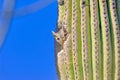 Arizona Screech Owl peeking out from inside a Saguaro Cactus Royalty Free Stock Photo