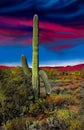 Arizona, Sedona Saquaro cactus desert sunse landscape.. Royalty Free Stock Photo