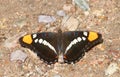 Arizona Sister (Adelpha eulalia) Butterfly Royalty Free Stock Photo