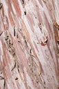 Arizona Smooth Cypress Bark Royalty Free Stock Photo