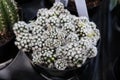 An Arizona Snowcap cactus covered in white spines