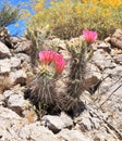 Arizona, Sonoran Desert: Blooming, Budding Scarlet Hedgehog Cactus
