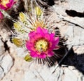 Arizona, Sonoran Desert: Blooming Scarlet Hedgehog Cactus with Bee - close-up