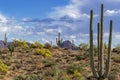 Arizona Sonoran Desert Landscape In The Spring