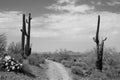 Arizona Desert, Saguaros, dirt road leading to the wilderness