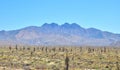 Arizona, Sonoran Desert: Saguaros in a Carpet of Spring Flowers at the Foothills of Four Peaks Royalty Free Stock Photo