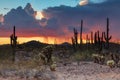 Sonoran desert thunderstorm. Saguaro cactus golden clouds in background, rain falling to ground. Royalty Free Stock Photo