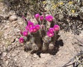 Arizona, Sonoran Desert: Violet Blossoms of a Hedgehog Cactus