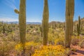 Arizona springtime after a wet winter