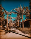 Arizona State University Palm Walk Royalty Free Stock Photo