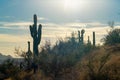 Arizona sunset in the heat of the sonora desert with native plants and shrubs with segauro cactuses in silhouette